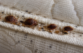 bed bugs on a mattress