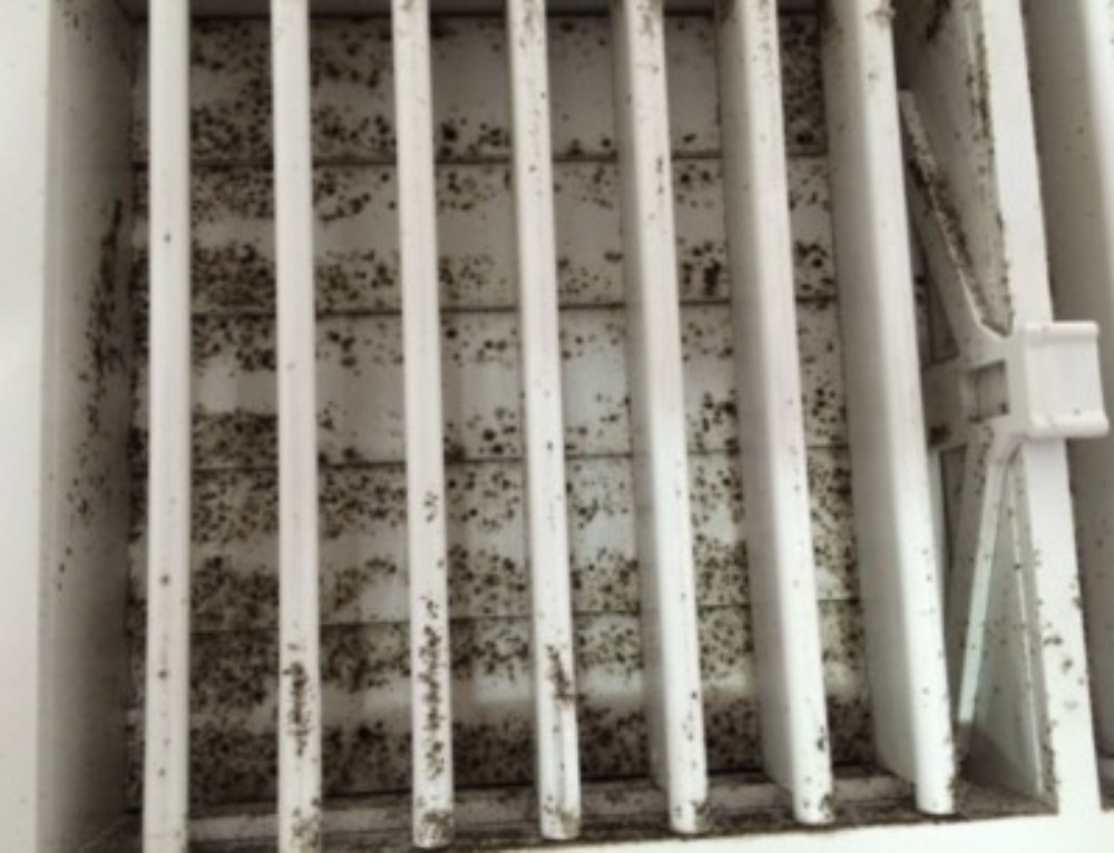 Can a Tenant Break a Lease Because of Mold? The Mold Lawyer